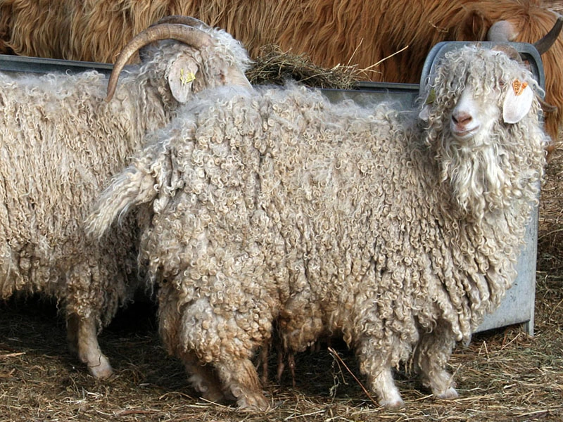 Pelo de mohair