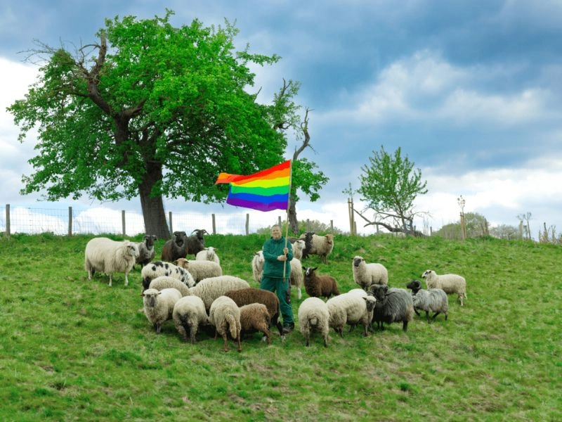 Ovelles gais i projecte Rainbow Wool