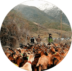 partnership-entidades